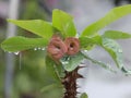 Euphorbia milii, theÃÂ crown of thorns. Royalty Free Stock Photo